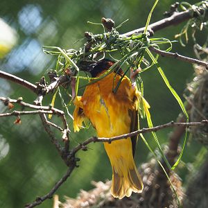 Male Village weaver (Ploceus cucullatus) weaving a nest, 2022-05-28