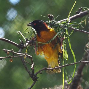 Male Village weaver (Ploceus cucullatus) weaving a nest, 2022-05-28