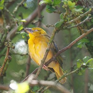 Female Village weaver (Ploceus cucullatus), 2022-05-28