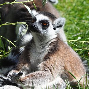 Ring-tailed lemur (Lemur catta), 2022-05-28