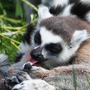 Ring-tailed lemur (Lemur catta), 2022-05-28