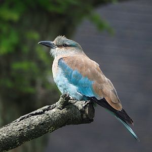 European roller (Coracias garrulus), 2022-05-28