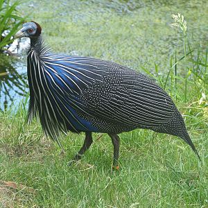 Vulturine guineafowl (Acryllium vulturinum), 2022-05-28