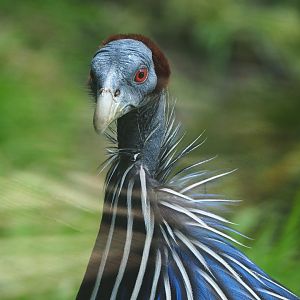 Vulturine guineafowl (Acryllium vulturinum), 2022-05-28