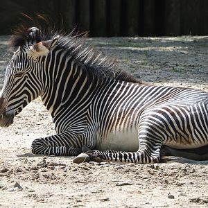 Grevy's zebra (Equus grevyi), 2022-05-28