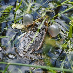 Wild water frog (Pelophylax species), 2022-05-28