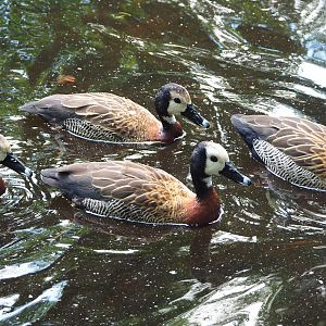 White-faced whistling ducks (Dendrocygna viduata), 2022-05-28