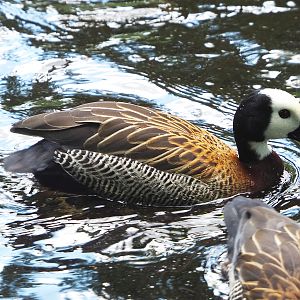 White-faced whistling duck (Dendrocygna viduata), 2022-05-28