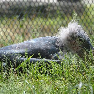 Marabou (Leptoptilos crumenifer), 2022-05-28