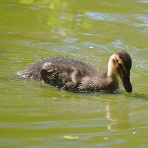 Wild Mallard chick (Anas platyrhynchos), 2022-05-28