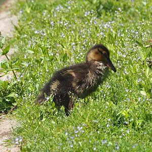 Wild Mallard chick (Anas platyrhynchos), 2022-05-28