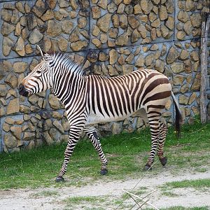 Hartmann's mountain zebra (Equus zebra hartmannae), 2022-05-28