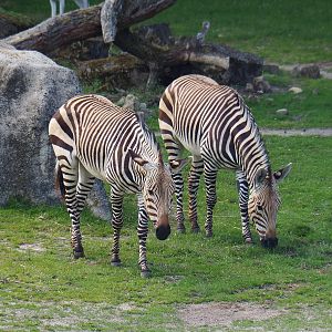 Hartmann's mountain zebras (Equus zebra hartmannae), 2022-05-28