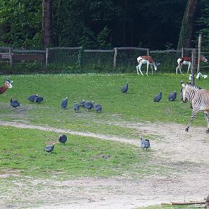 Hartmann's mountain zebra, Mhorr gazelles and Helmeted guineafowl, 2022-05-28