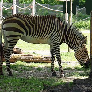 Hartmann's mountain zebra (Equus zebra hartmannae), 2022-05-28