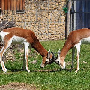 Mhorr gazelles (Nanger dhama mhorr), 2022-05-28
