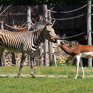Mhorr gazelle (Nanger dhama mhorr) and Hartmann's mountain zebra (Equus zebra hartmannae), 2022-05-28