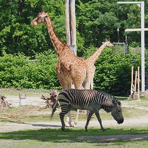 Hartmann's mountain zebra (Equus zebra hartmannae) and Kordofan giraffe (Giraffa camelopardalis antiquorum), 2022-05-28