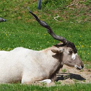 Addax (Addax nasomaculatus), 2022-05-28
