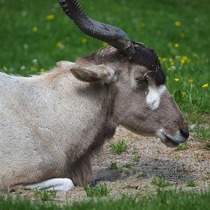 Addax (Addax nasomaculatus), 2022-05-28