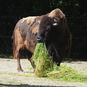 American Plains bison (Bison bison bison), 2022-05-28