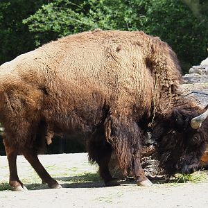 American Plains bison (Bison bison bison), 2022-05-28