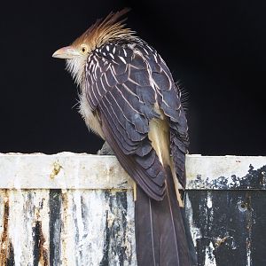 Guira cuckoo (Guira guira), 2022-05-28
