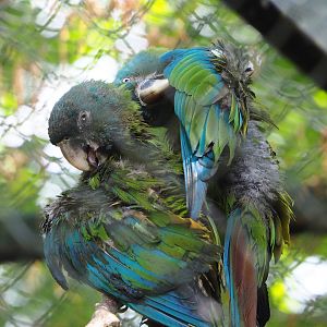 Blue-headed macaw (Primolius couloni), 2022-05-28