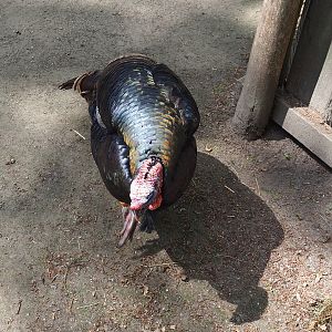 Domestic turkey (Meleagris gallopavo domesticus), 2022-05-28