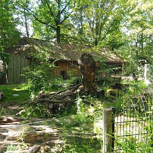 Giant anteater and Black-rumped agouti exhibit, 2022-05-28