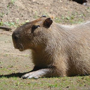 Capybara (Hydrochoerus hydrochaeris), 2022-05-28