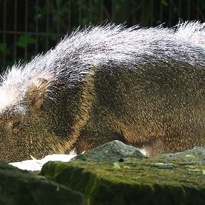 Chacoan peccary (Catagonus wagneri), 2022-05-28