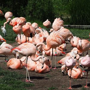 Chilean flamingos (Phoenicopterus chilensis), 2022-05-28