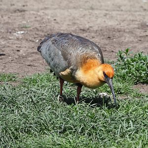 Black-faced ibis (Theristicus melanopis), 2022-05-28