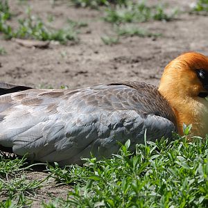 Black-faced ibis (Theristicus melanopis), 2022-05-28