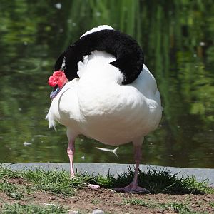 Black-necked swan (Cygnus melancoryphus), 2022-05-28