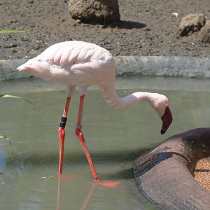 Lesser flamingo (Phoeniconaias minor), 2022-05-28