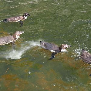 Swimming Humboldt penguins (Spheniscus humboldti), 2022-05-28
