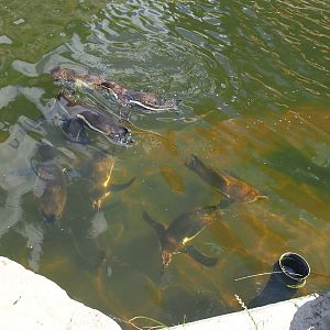 Swimming Humboldt penguins (Spheniscus humboldti), 2022-05-28