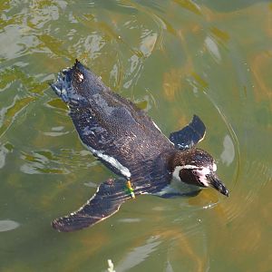 Swimming Humboldt penguin (Spheniscus humboldti), 2022-05-28