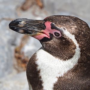 Humboldt penguin (Spheniscus humboldti), 2022-05-28