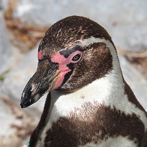 Humboldt penguin (Spheniscus humboldti), 2022-05-28