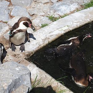 Humboldt penguins (Spheniscus humboldti), 2022-05-28