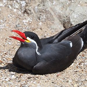 Inca tern (Larosterna inca), 2022-05-28