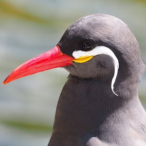 Inca tern (Larosterna inca), 2022-05-28