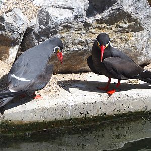 Inca terns (Larosterna inca), 2022-05-28