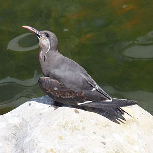 Subadult Inca tern (Larosterna inca), 2022-05-28