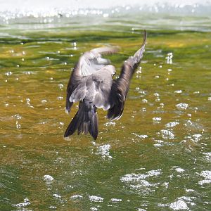 Inca tern (Larosterna inca) in flight, 2022-05-28