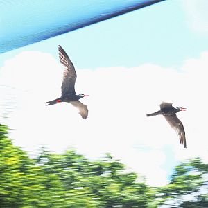 Inca terns (Larosterna inca) in flight, 2022-05-28