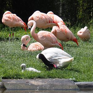 Black-necked swans (Cygnus melancoryphus) and Chilean flamingos (Phoenicopterus chilensis) 2022-05-28
